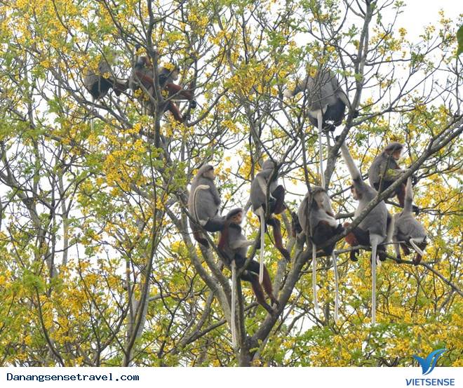 Vẻ đẹp quyến rũ Sơn Trà - Ảnh 1 Vẻ đẹp quyến rũ Sơn Trà - Ảnh 1