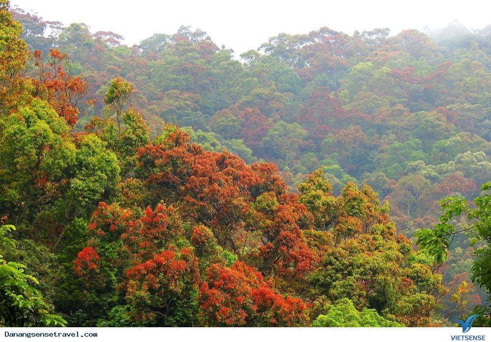 Vẻ đẹp quyến rũ Sơn Trà - Ảnh 2 Vẻ đẹp quyến rũ Sơn Trà - Ảnh 2