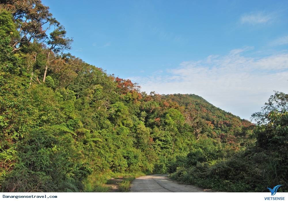 Vẻ đẹp quyến rũ Sơn Trà - Ảnh 7 Vẻ đẹp quyến rũ Sơn Trà - Ảnh 7