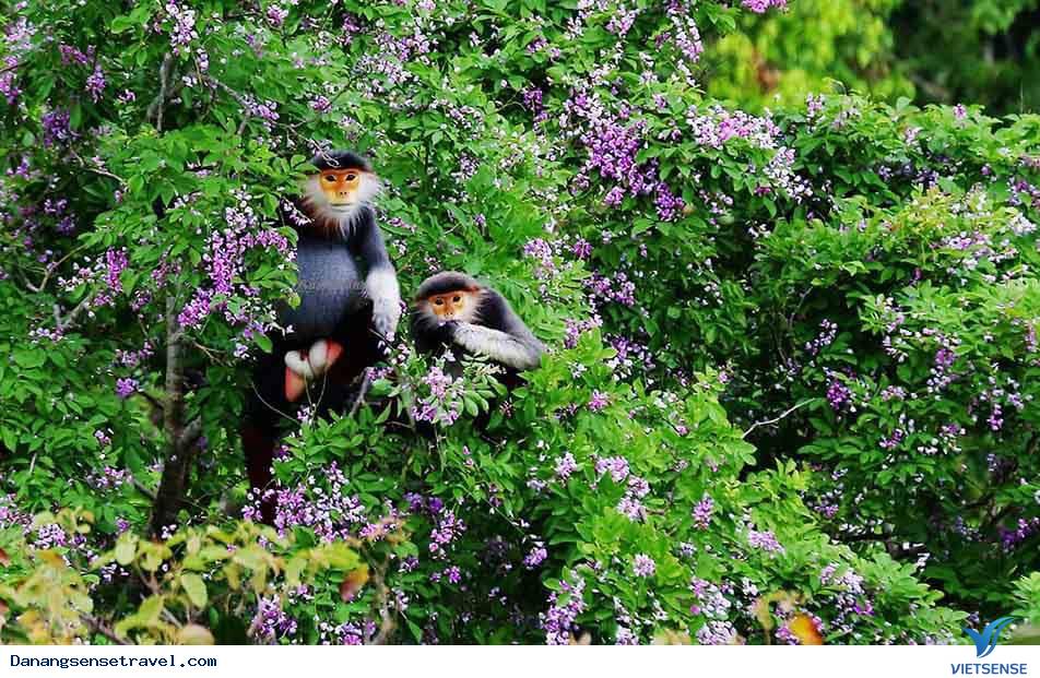 Vẻ đẹp quyến rũ Sơn Trà - Ảnh 5 Vẻ đẹp quyến rũ Sơn Trà - Ảnh 5