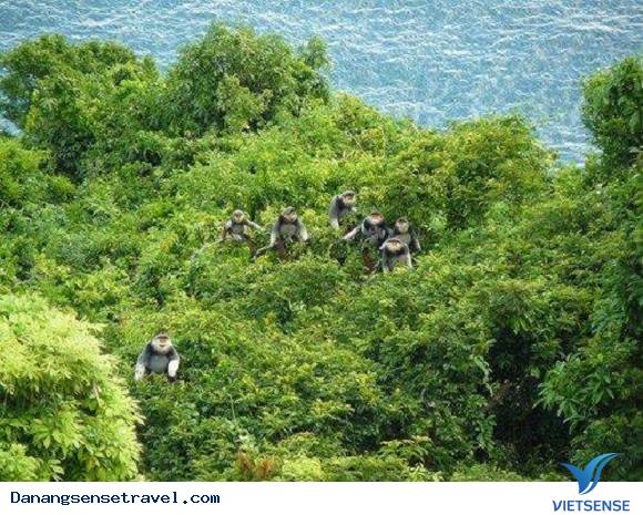 Vẻ đẹp quyến rũ Sơn Trà - Ảnh 6 Vẻ đẹp quyến rũ Sơn Trà - Ảnh 6