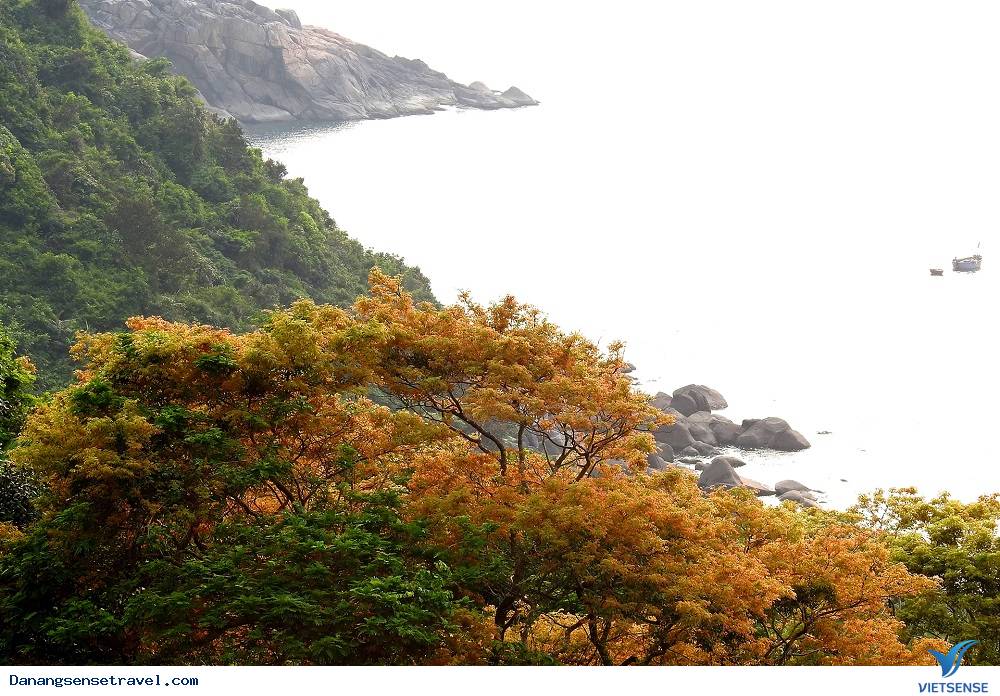 Vì màu xanh Sơn Trà - Ảnh 4