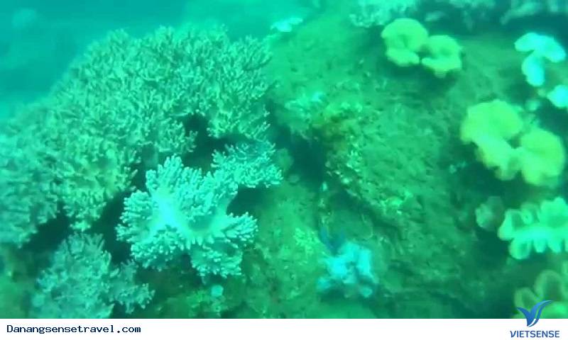 Xuống biển trồng lại san hô tại đảo Cù Lao Chàm - Ảnh 3