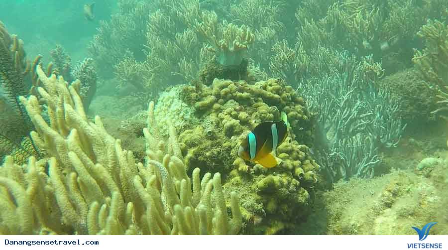 Xuống biển trồng lại san hô tại đảo Cù Lao Chàm - Ảnh 2