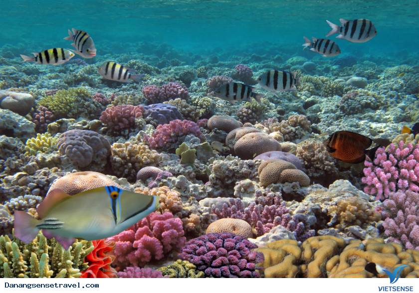 Xuống biển trồng lại san hô tại đảo Cù Lao Chàm - Ảnh 5