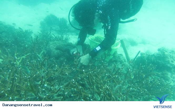 Xuống biển trồng lại san hô tại đảo Cù Lao Chàm - Ảnh 4