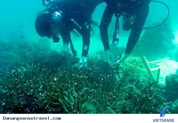 Xuống biển trồng lại san hô tại đảo Cù Lao Chàm - Ảnh 1